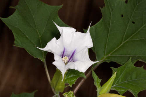 Datura stramonium #23